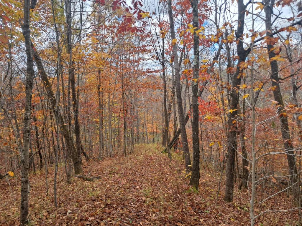 Photo: New Yellow Trail