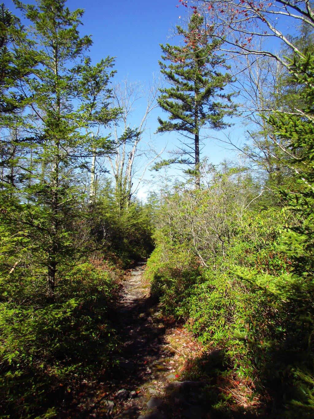 Photo: Trail On Cannan Heights