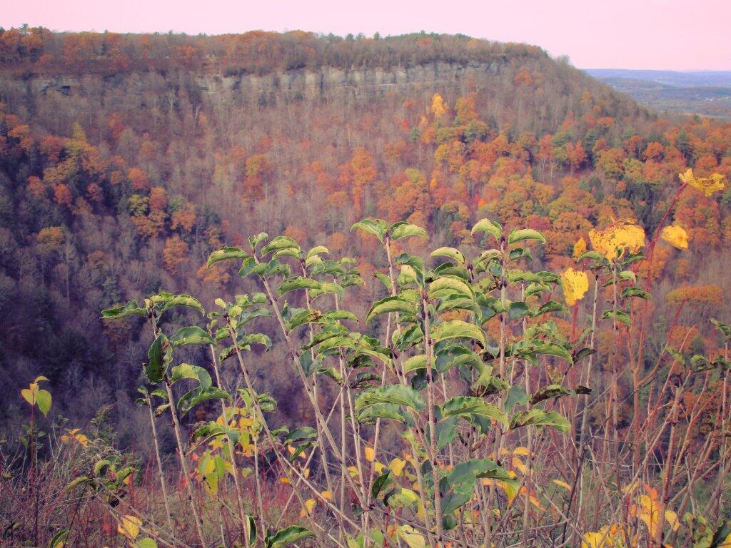 Photo: Browns And Greens