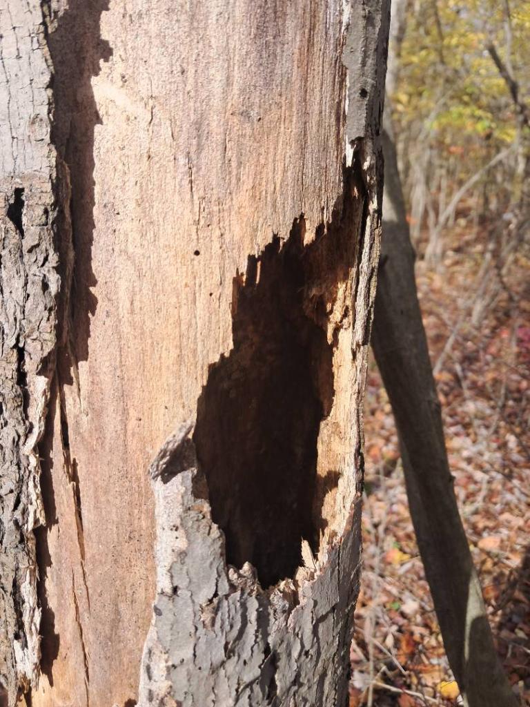 Photo: Woodpecker Home