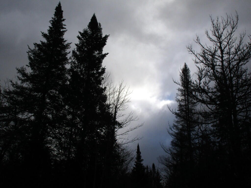 Photo: Spruce Over The Campsite