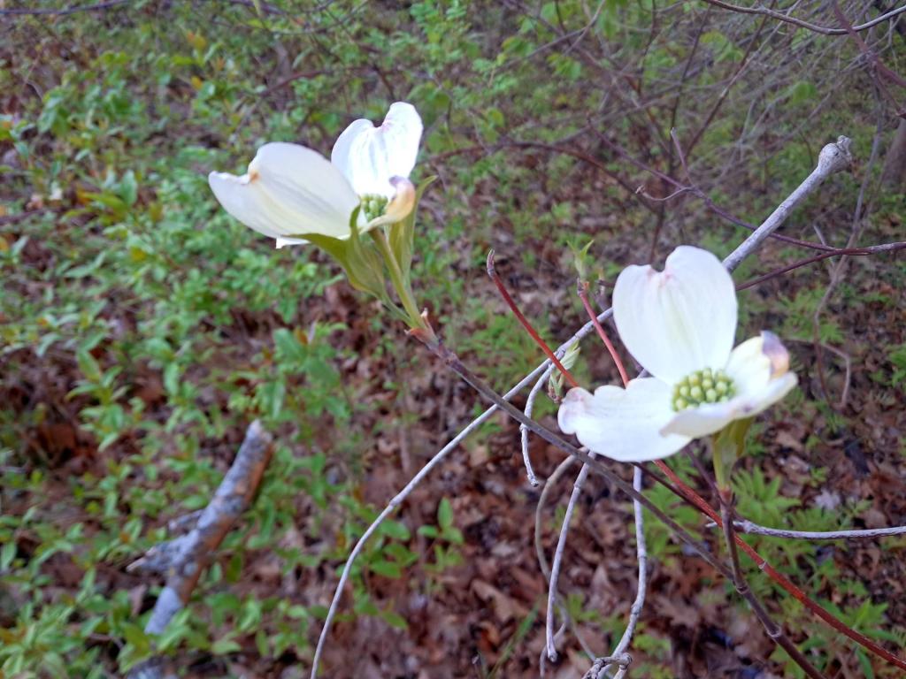 Photo: Flowering Dogwood [Expires May 22 2026]