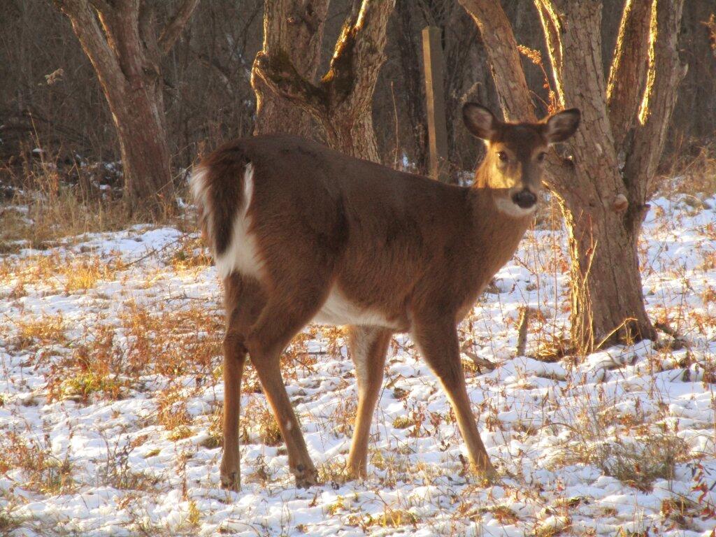 Photo: The Stare Down
