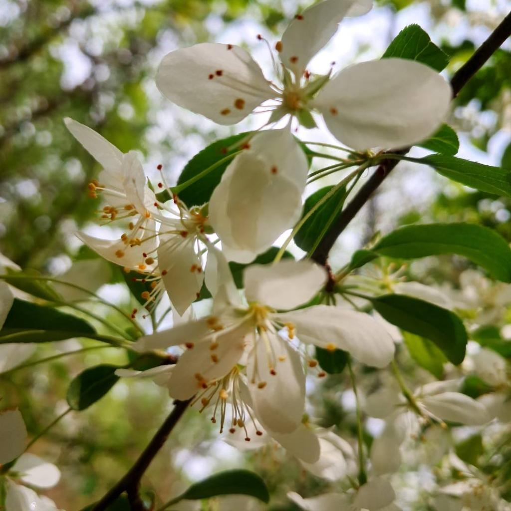 Photo: Crab Apple [Expires May 24 2026]