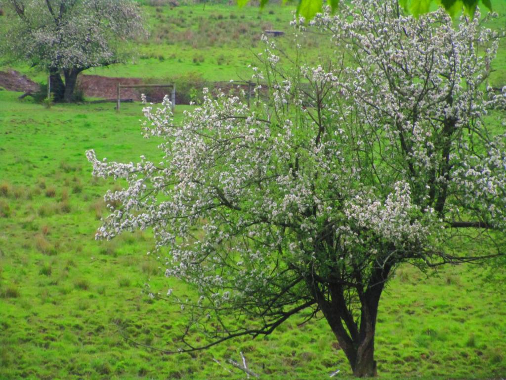 Photo: Old Apple Trees [Expires May 23 2026]