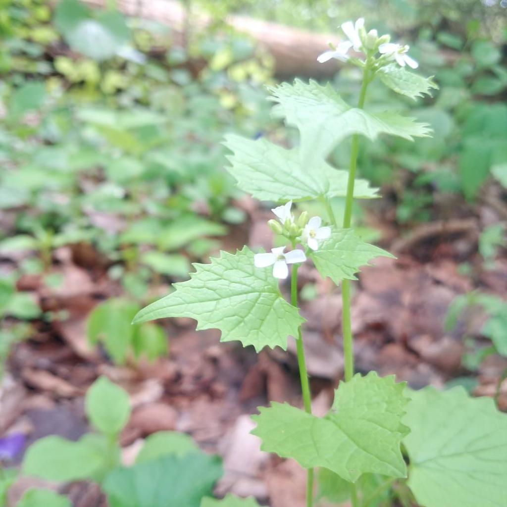 Photo: Garlic Mustard [Expires May 24 2026]