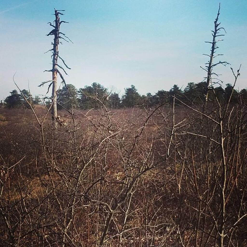 Photo: Brambles