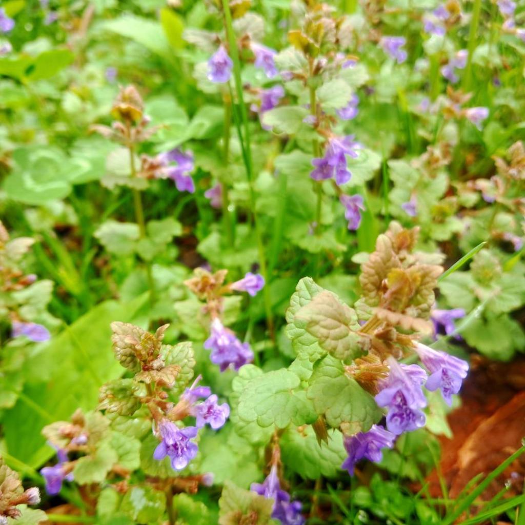 Photo: Ground Ivy [Expires May 24 2026]