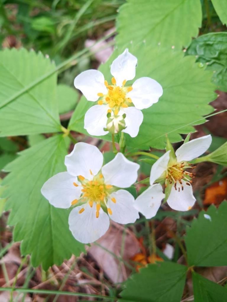 Photo: Wild Strawberry 🍓 [Expires May 24 2026]