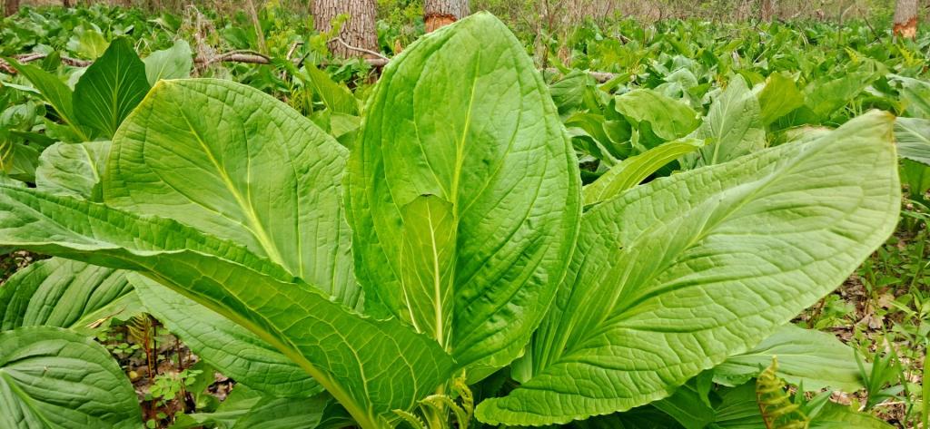 Photo: Eastern Skunk Cabbage