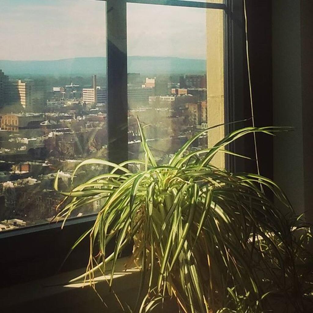 Photo: Spider Plant
