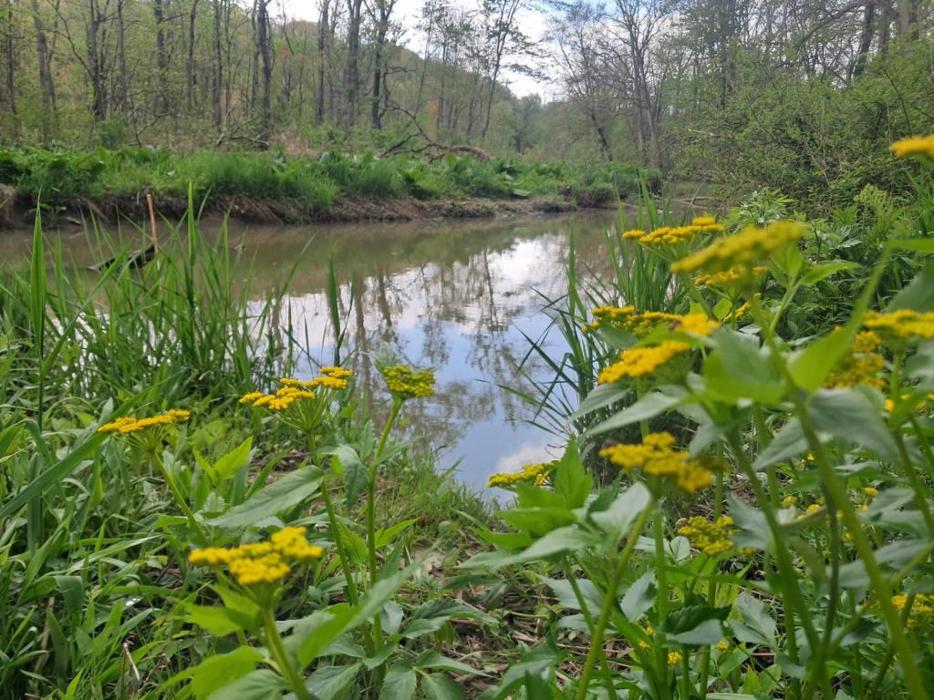 Photo: Creek [Expires May 24 2026]