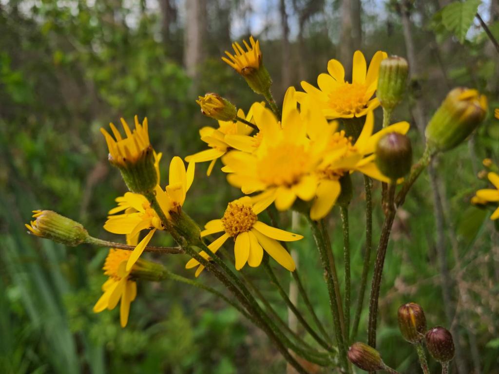 Photo: Golden Ragwort [Expires May 24 2026]