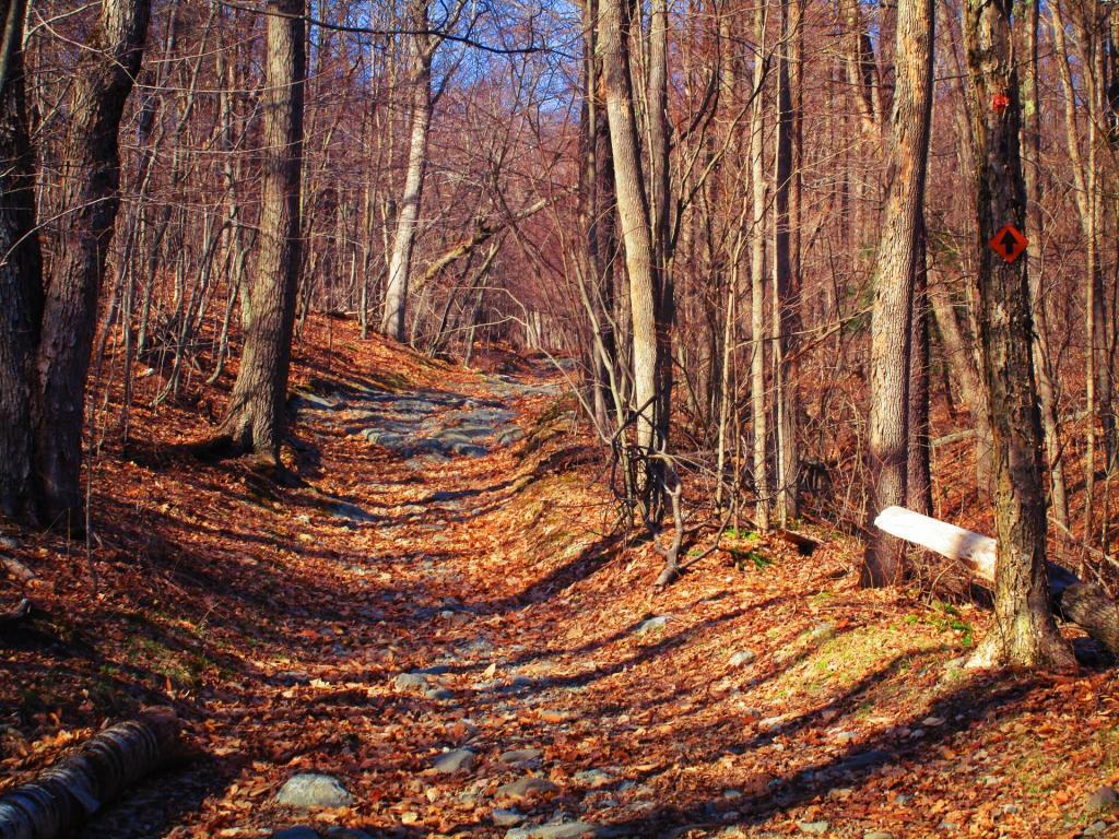 Photo: Skyline at CCC Trail