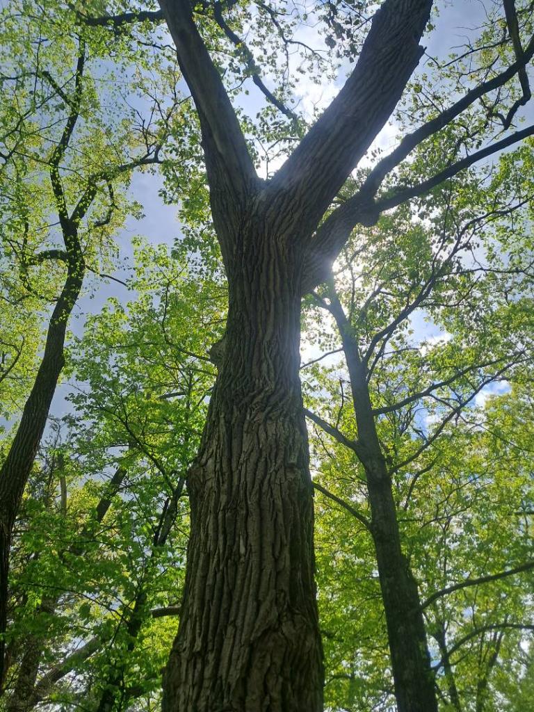 Photo: Big Old Oak [Expires May 24 2026]