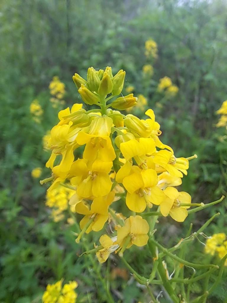 Photo: Yellow Rocket [Expires May 29 2026]