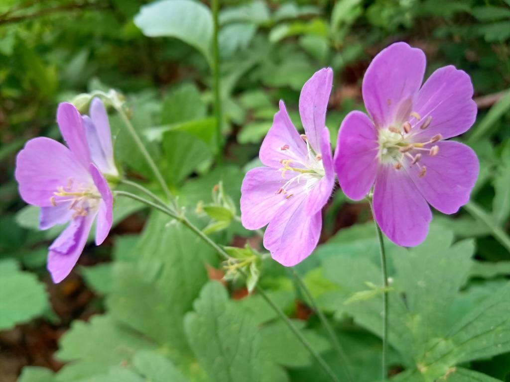 Photo: Purple [Expires June 6 2026]