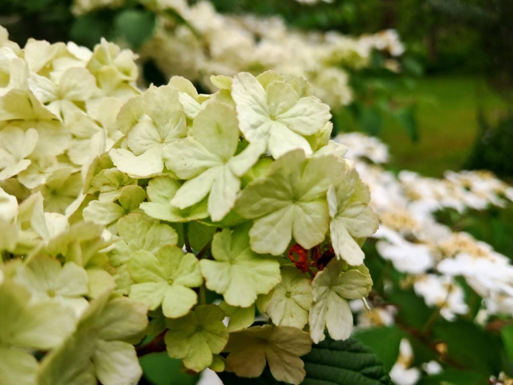 Photo: Japanese Snowball [Expires June 6 2026]