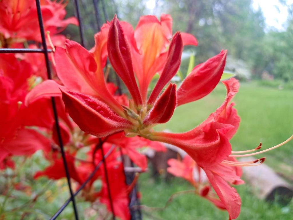 Photo: Augie\'s Red Azalea [Expires June 6 2026]