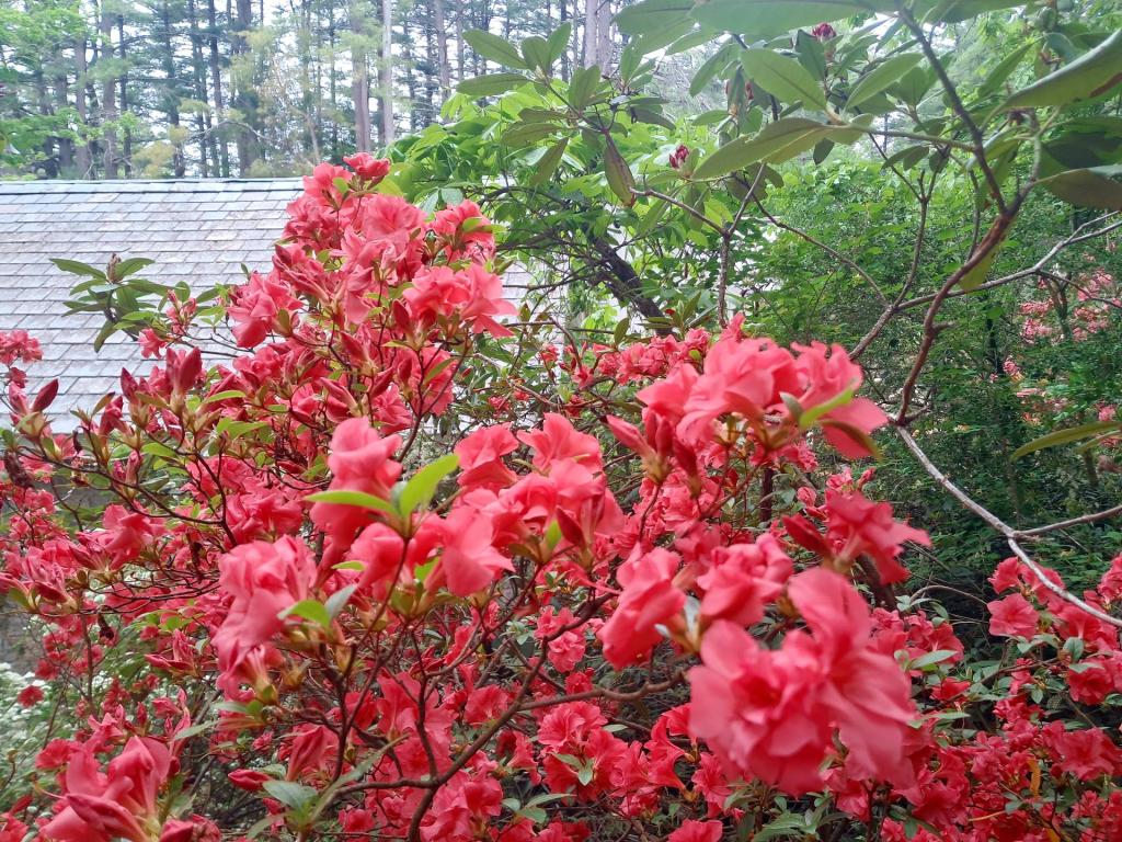 Photo: Red [Expires June 6 2026]