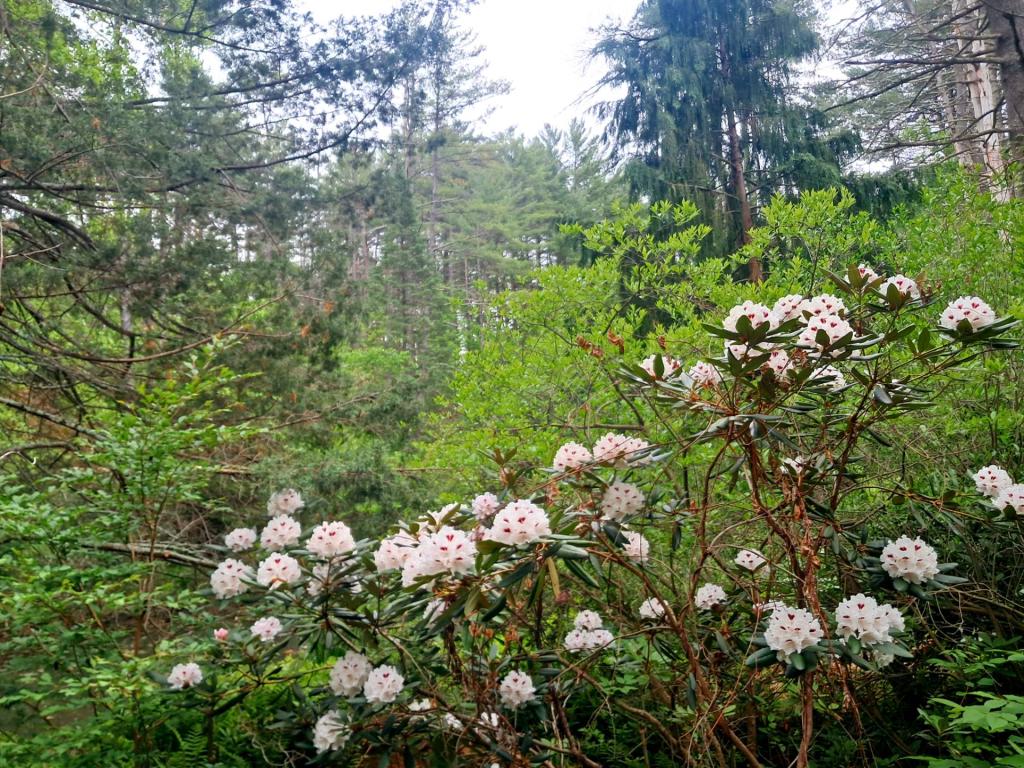 Photo: Greens and whites [Expires June 6 2026]
