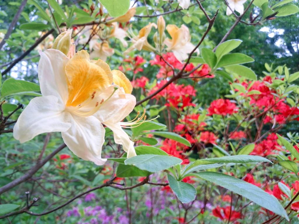 Photo: Northern Hi-Lights Azalea [Expires June 6 2026]