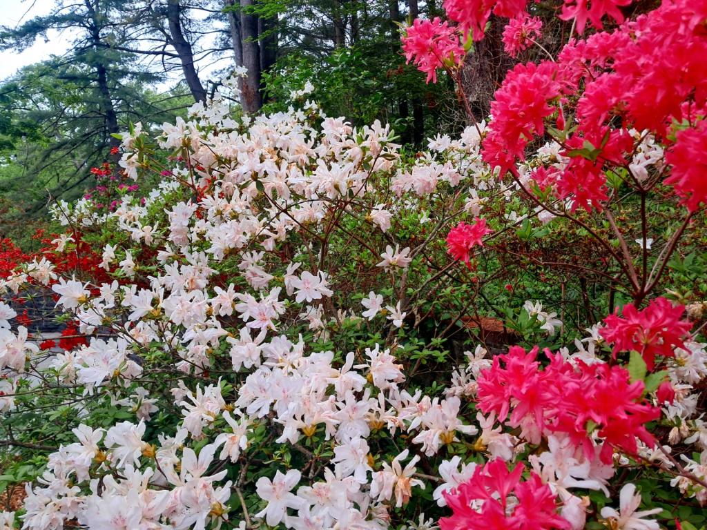 Photo: Red and White [Expires June 6 2026]