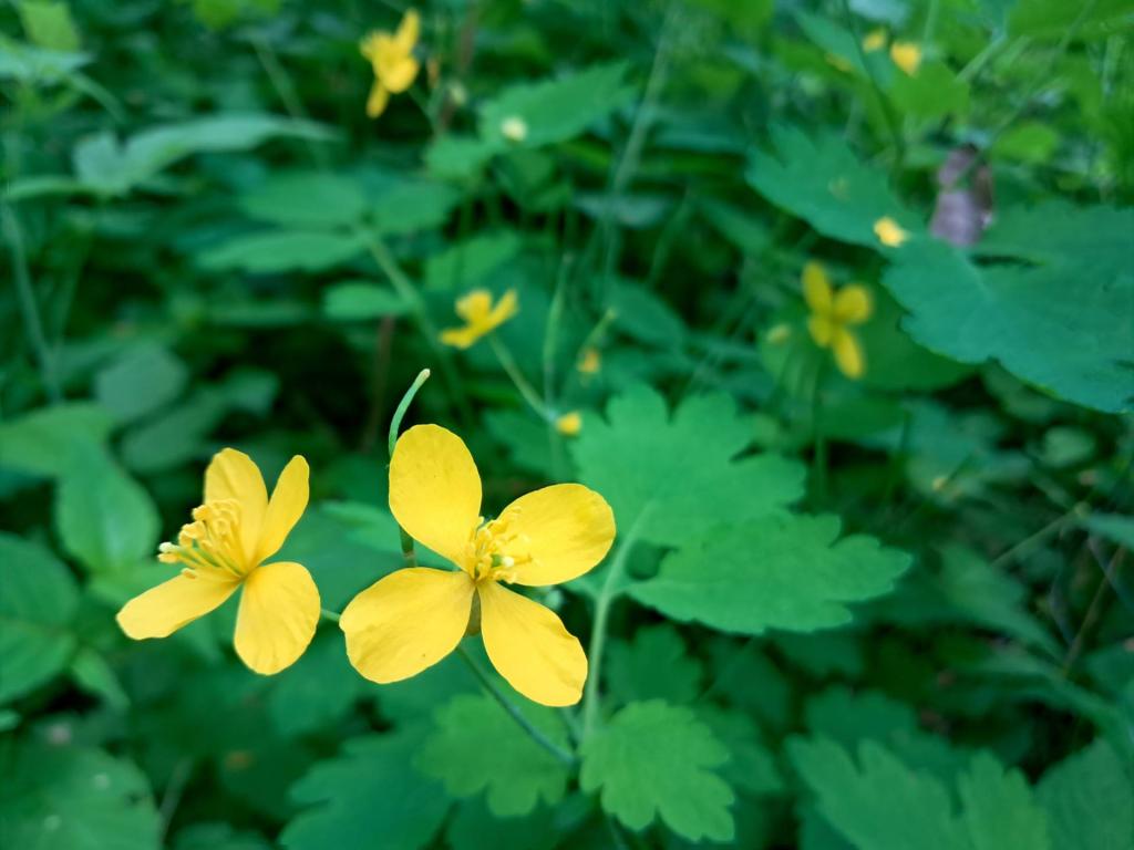 Photo: Greater Celandine [Expires June 6 2026]