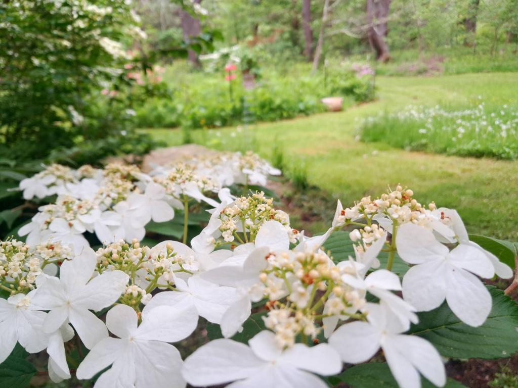 Photo: Doublefile Viburnum  [Expires June 6 2026]