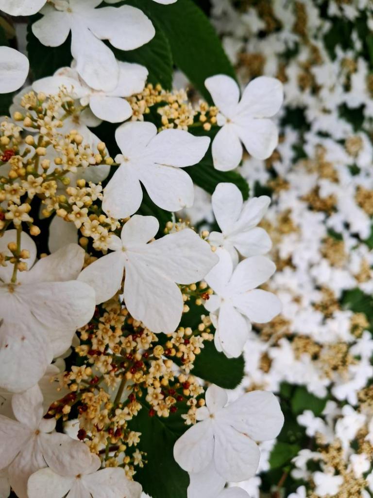 Photo: Doublefile Viburnum [Expires June 6 2026]