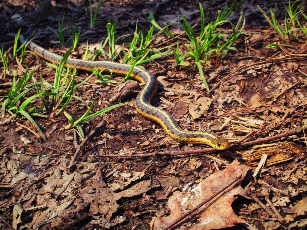 Photo: Garter Snake