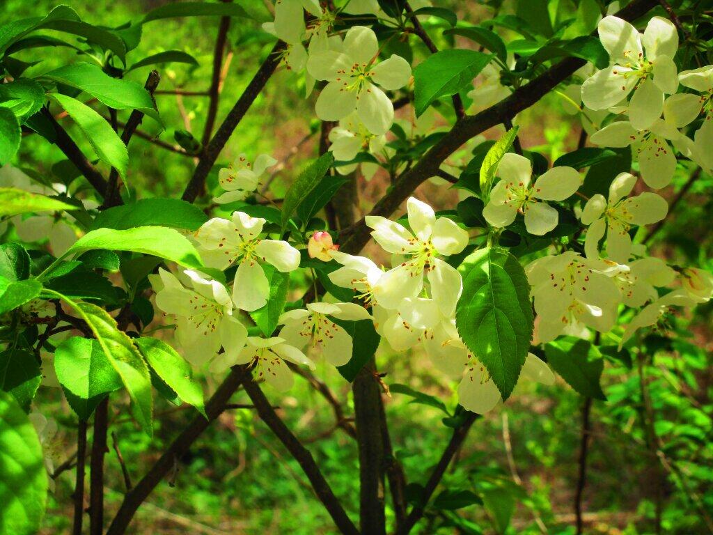 Photo: Apple Blossom