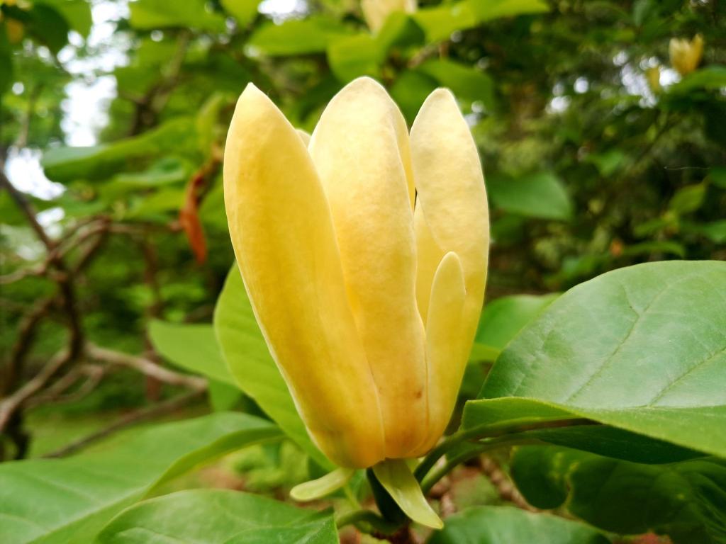 Photo: Magnolia \'Yellow Bird\' [Expires June 6 2026]