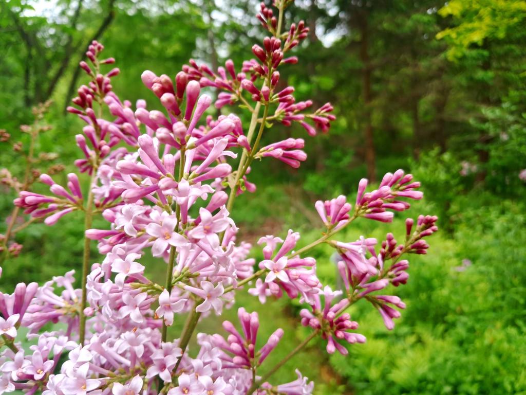 Photo: Lilac 🪻 [Expires June 6 2026]