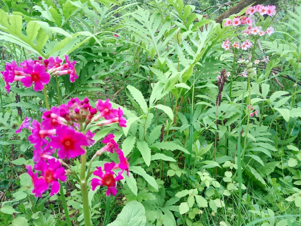 Photo: Miller\'s Crimson Primrose [Expires June 6 2026]