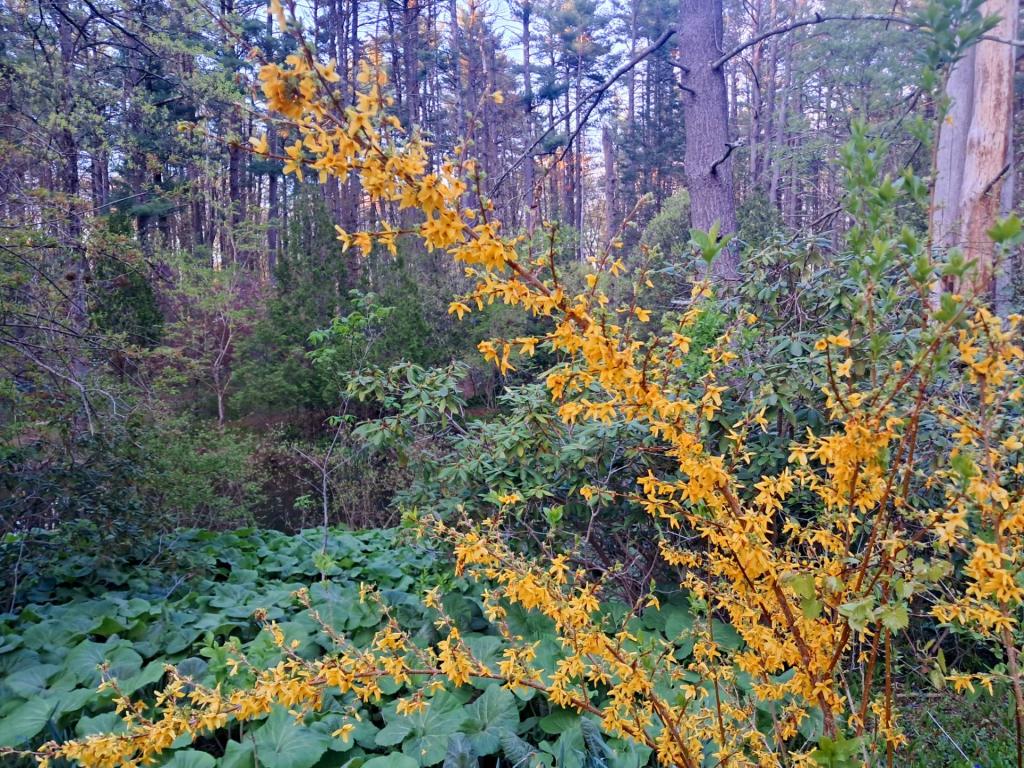 Photo: Forsythia [Expires May 17 2026]
