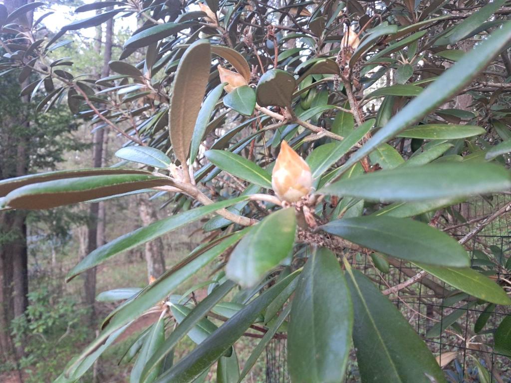 Photo: Progress on the Rhododendron Blooms [Expires May 17 2026]