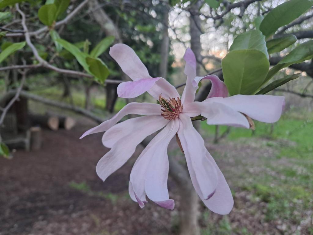 Photo: Magnolia [Expires May 17 2026]