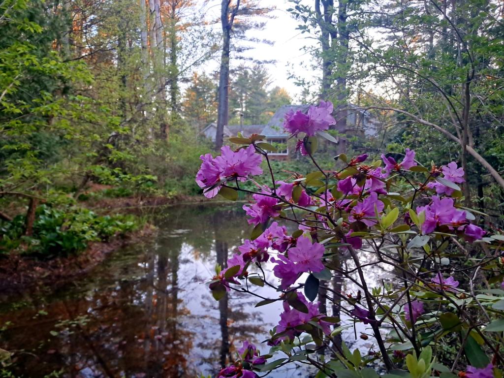 Photo: Rhododendrons [Expires May 17 2026]