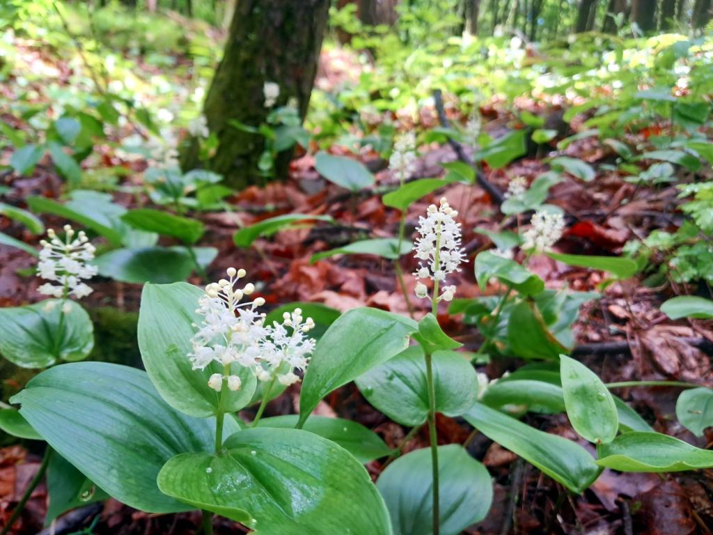 Photo: Spring Beauties [Expires May 17 2026]