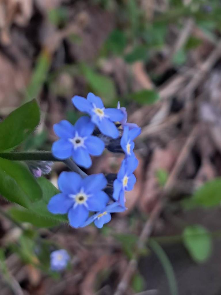 Photo: Forget Me Not [Expires May 17 2026]