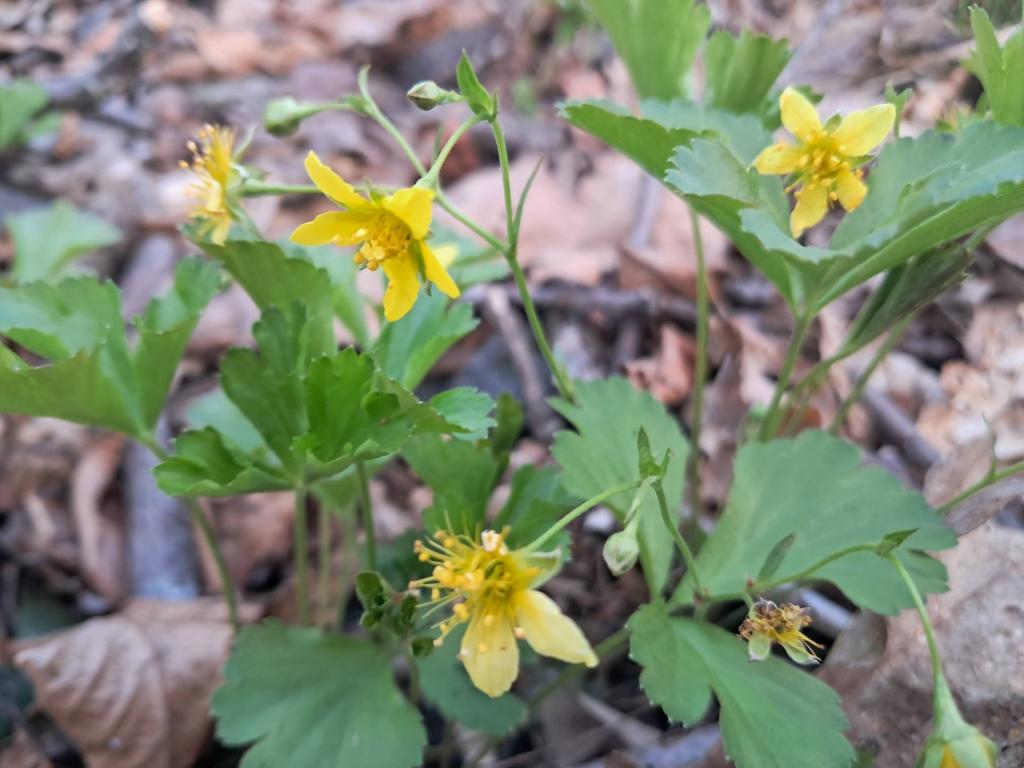 Photo: Barren Strawberry [Expires May 17 2026]