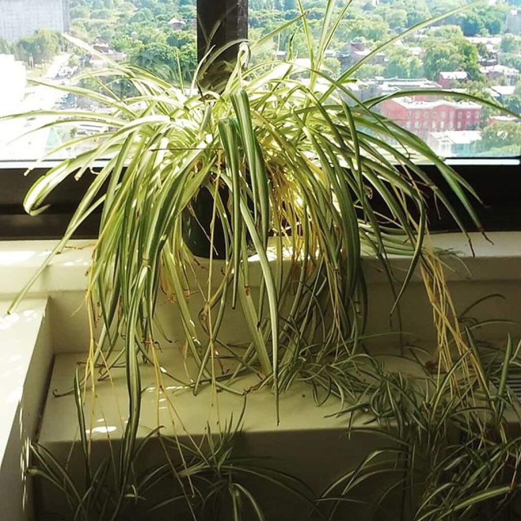 Photo: I don't think the spider plants is going to miss it's babies.