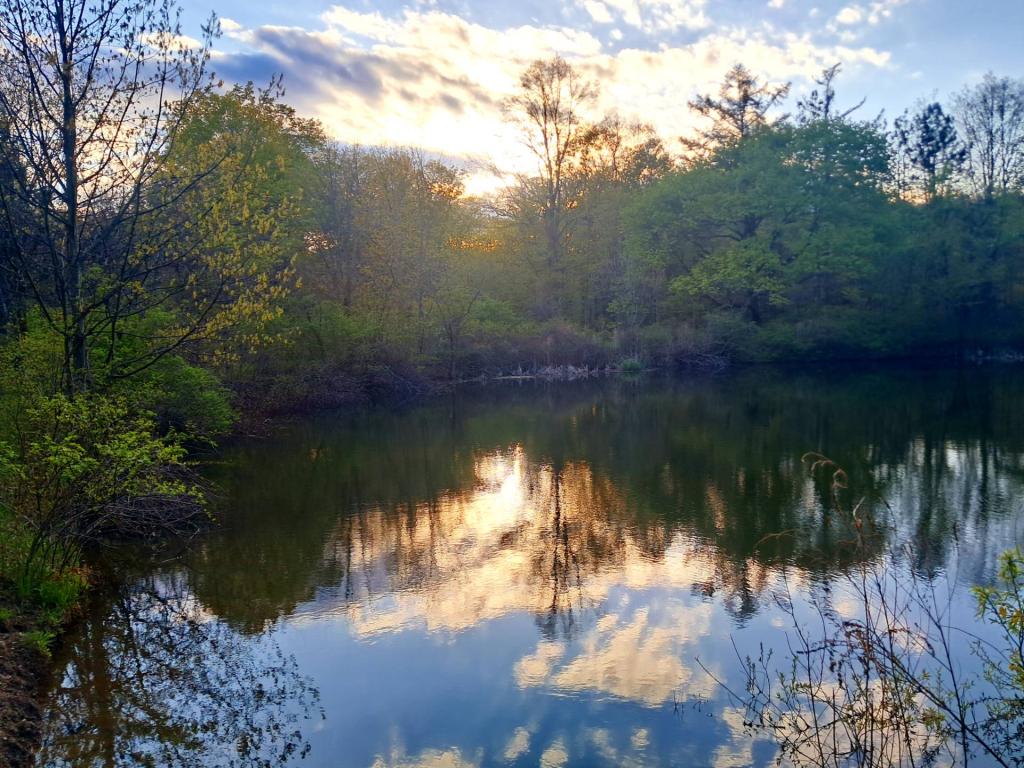 Photo: Pond [Expires May 17 2026]
