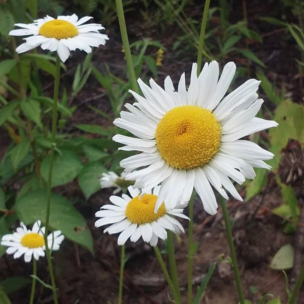 Photo: Daisy