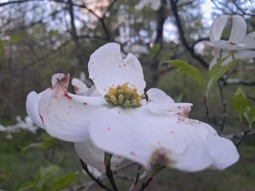 Photo: Dogwood [Expires May 25 2026]