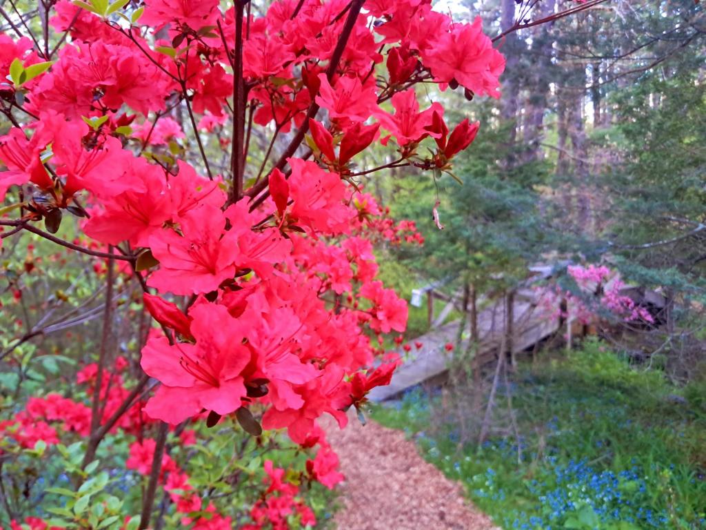 Photo: Pathway [Expires May 25 2026]
