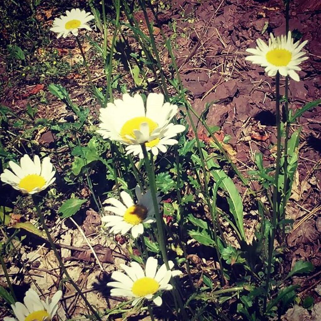 Photo: Daisies at the gravel pit