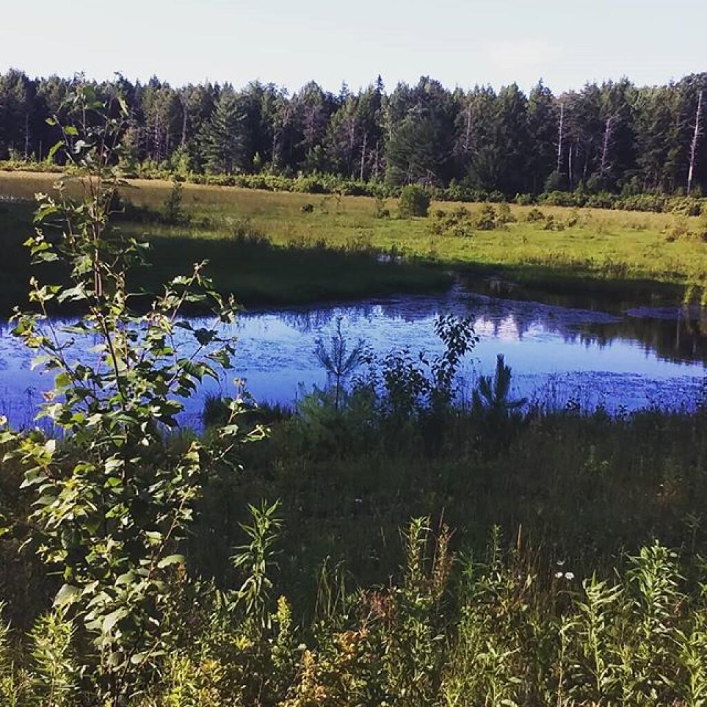 Photo: Duck Pond