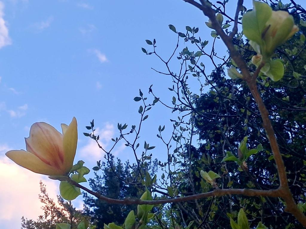 Photo: Magnolia [Expires May 25 2026]